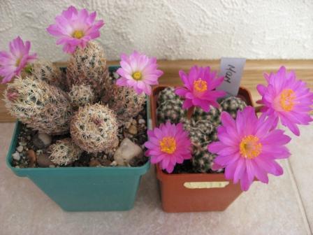 эскобария и маммилярия