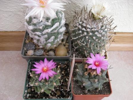 турбиникарпусы