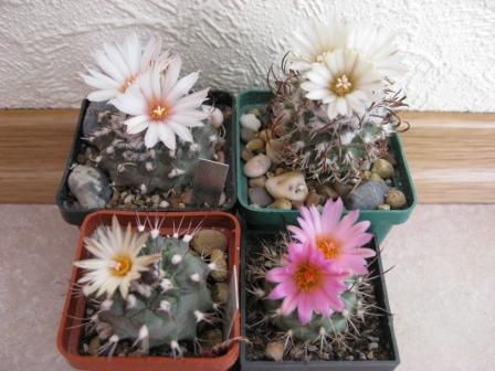 турбиникарпусы