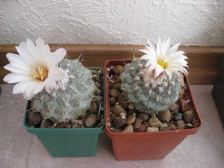 стромбокактусы