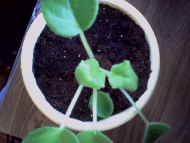 Те листики, что внутри, закрутились!!! :(