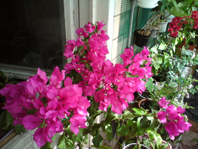 Никогда не подводит цветением!