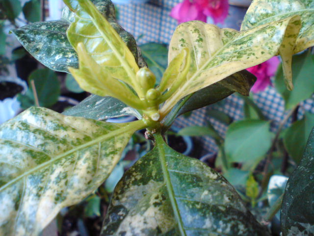 Пестролистная таберна