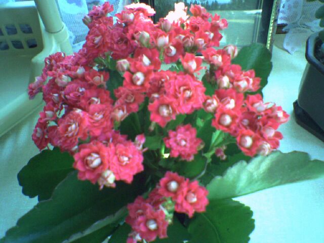 Это каланхоэ мне любимый подирил!!! :)