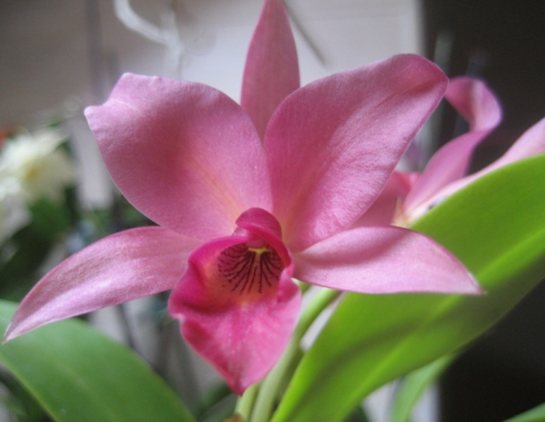 Cattleya guatemalensis