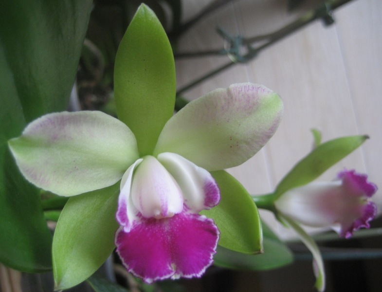 Blc. Village Chief North 'Green Genuie' (Sc.Village Chief Cuba x Blc.Mem.Helen Brown)