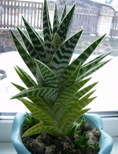 Aloe_variegata.jpg