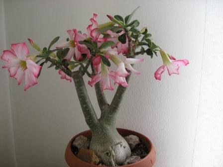 адениум обесум