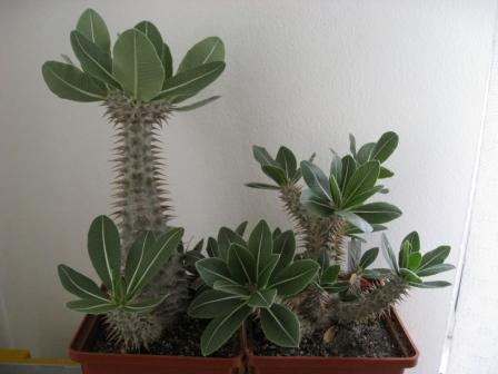 розулатум+денсифлорум