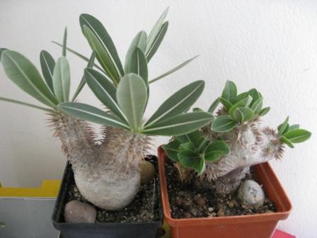 Денсифлорум(Мадагаскар)+бревикауле