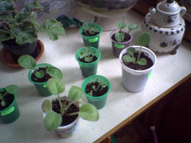 А здесь ее получше видно...