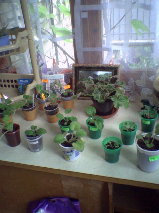 Это сенполички все вместе (ну, почти все...) :)