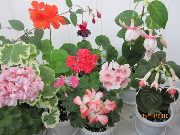 Композиция 01.jpg