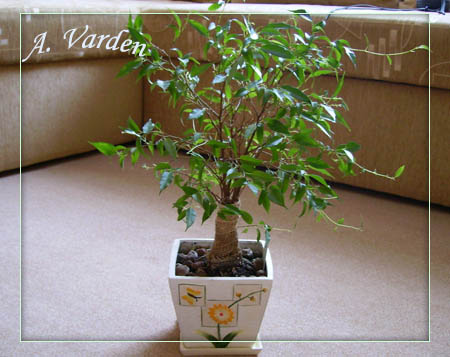 Любимая Наташка