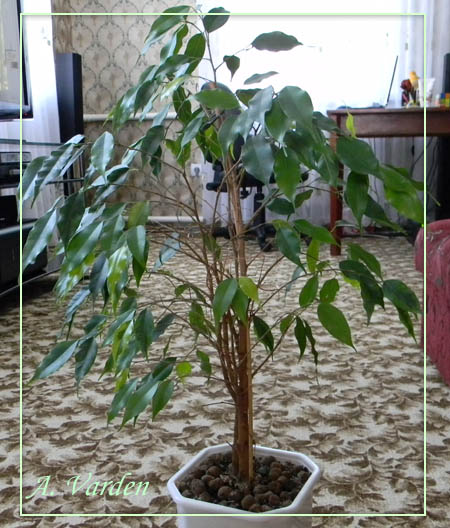 А вот так сейчас..