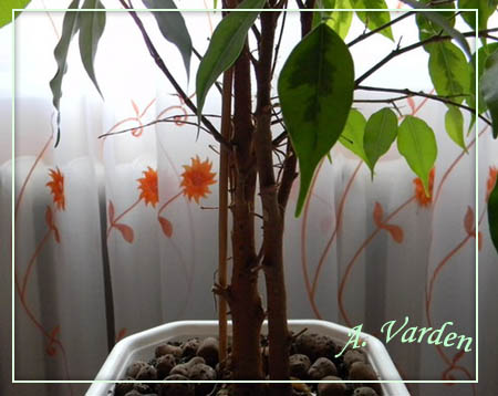 И вот так обстоят дела со стволиками. Их два и косичку не закрутишь, можно ли что-то аккуратненькое из этого построить?