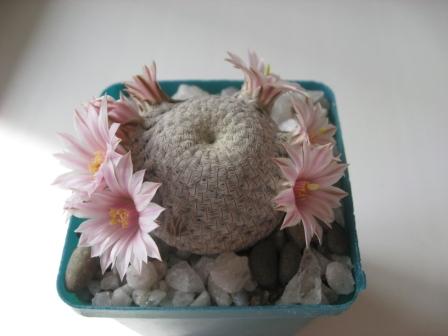 Солисия пектината