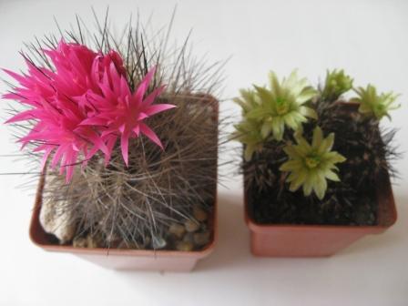 неопортерия+эхиноцереус