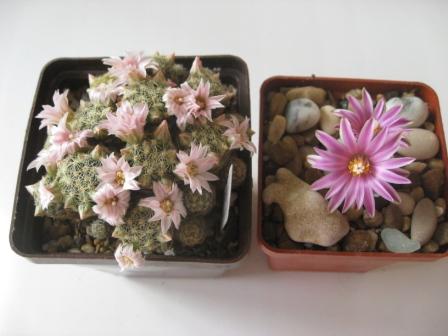 маммилярия+турбин