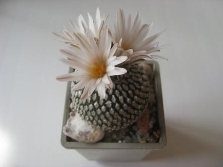 турбиникарпус