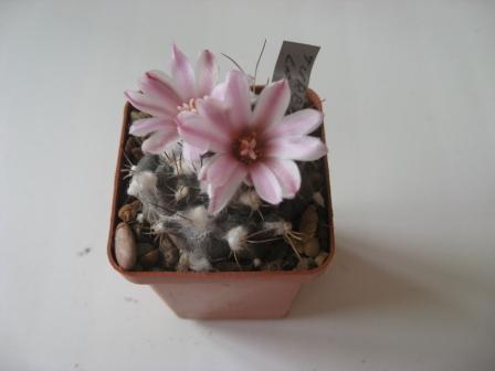 турбиникарпус