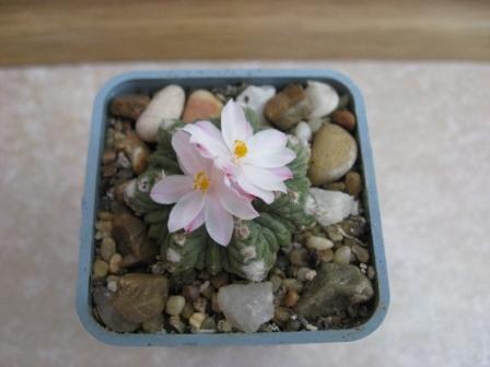 ацтекиум ритери