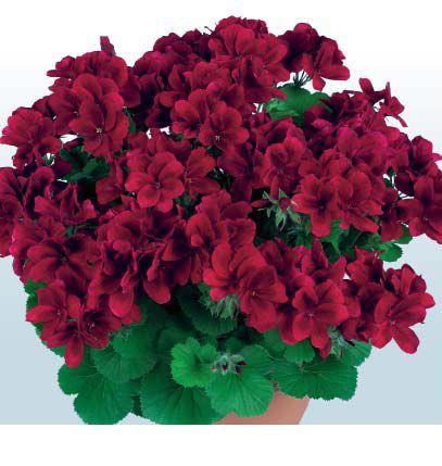 Aristo Velvet Red.jpg