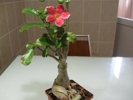 адениум-Sang Peth