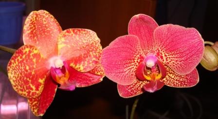 два богатыря(лиза и ягуар)