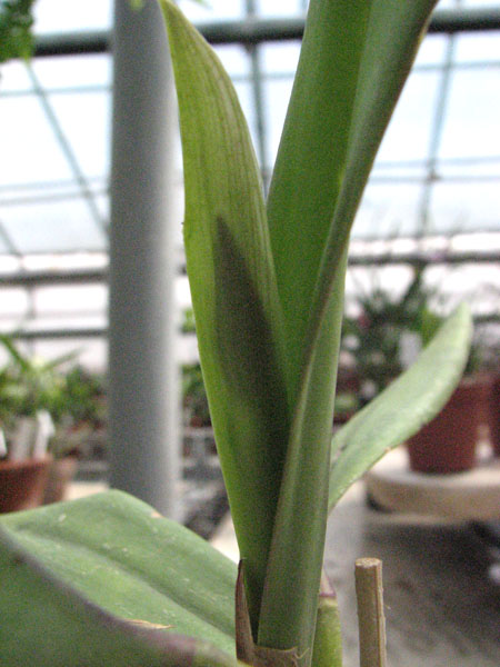 Sophrolaelia Psyche.jpg