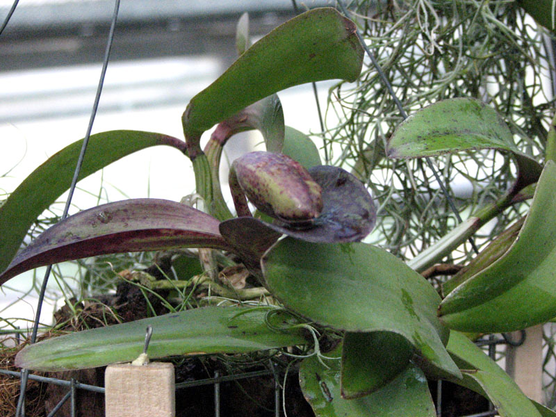 Cattleya aclandiae x schilleriana1.jpg