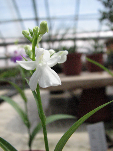 Ponerorchis White.jpg