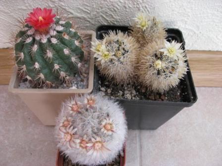 маммилярия+пародия