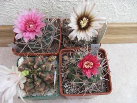 гимнокалициумы