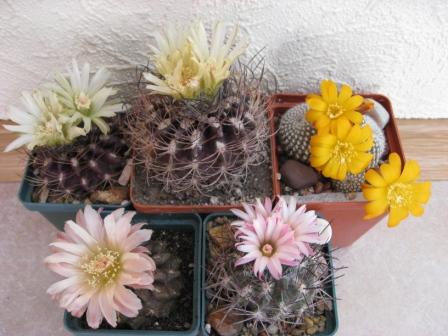 чилийцы+ребуция