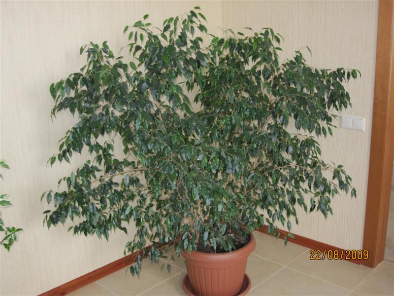 Copy of IMG_0841 (Medium).jpg