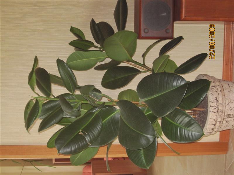 Copy of IMG_0836 (Medium).jpg