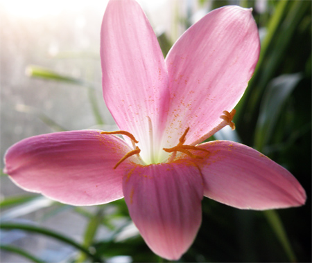 Розовый 1.jpg