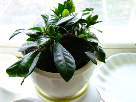 Такой моя гарденийка была 13 апреля...