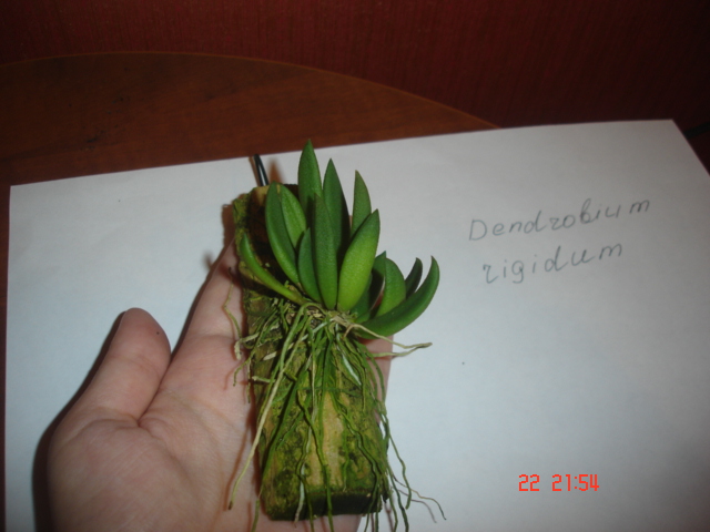 Dendrobium rigidum