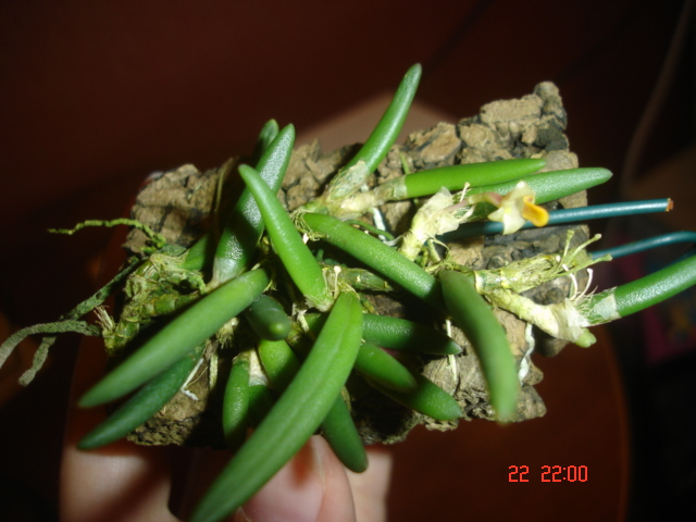 Dendrobium lichenastrum v. prenticei - пришла цветущая