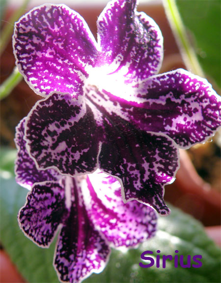 Sirius 3.jpg
