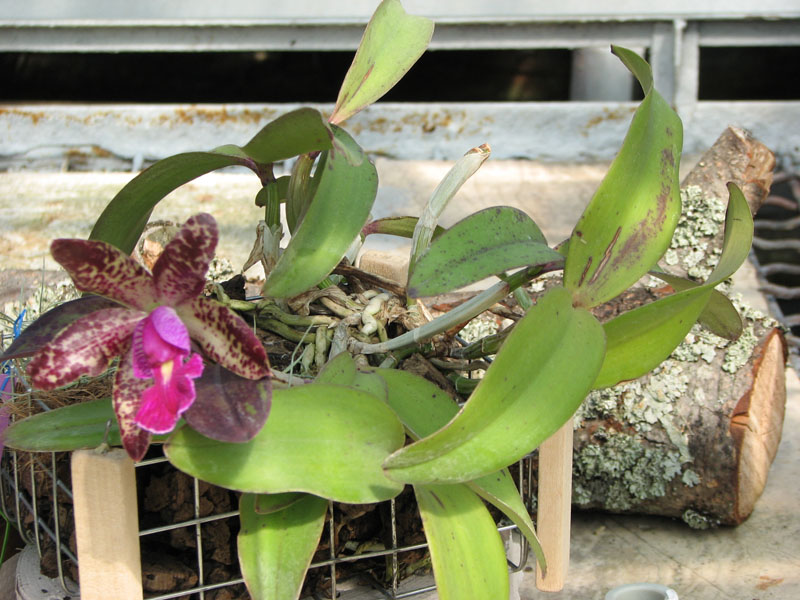 Cattleya aclandiae x schilleriana5.jpg