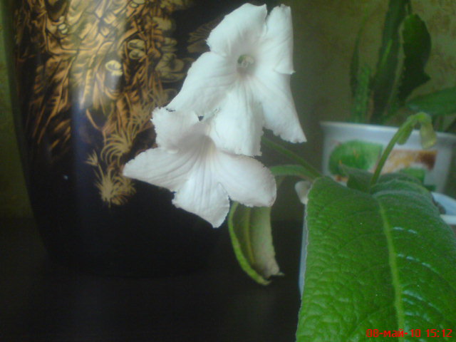 Изображение 1262.jpg