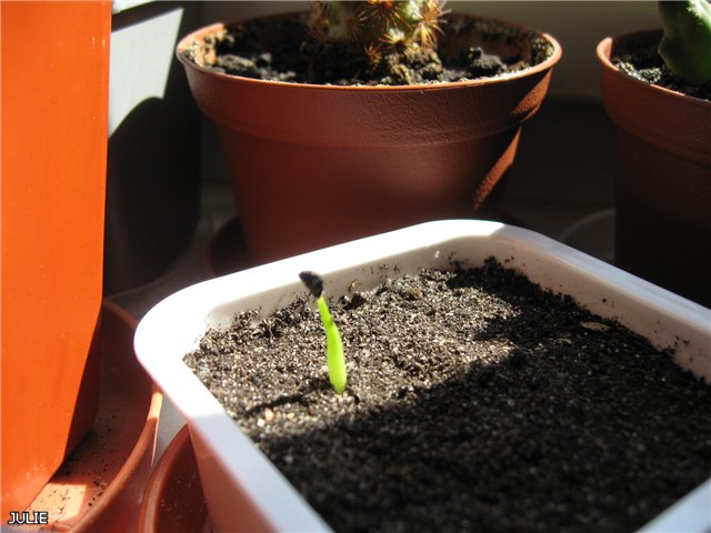 ВИКТОРИЯ 8f071718fb1d.jpg