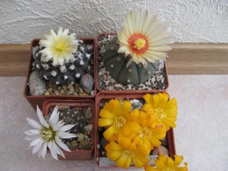 неочиления+астрофитум+гимн.рагонези+ребуция