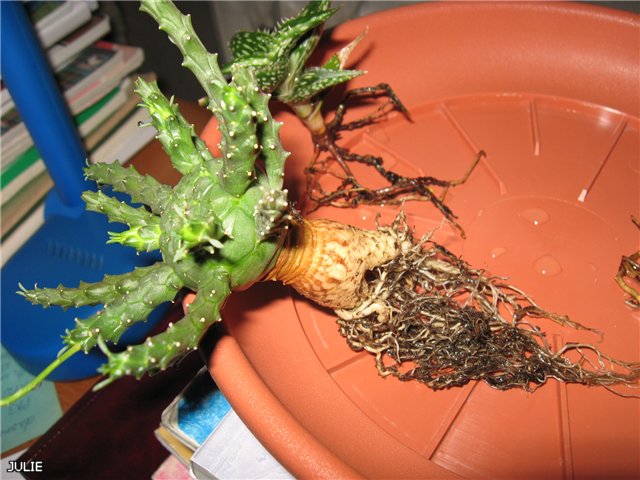 мои обновки.jpg