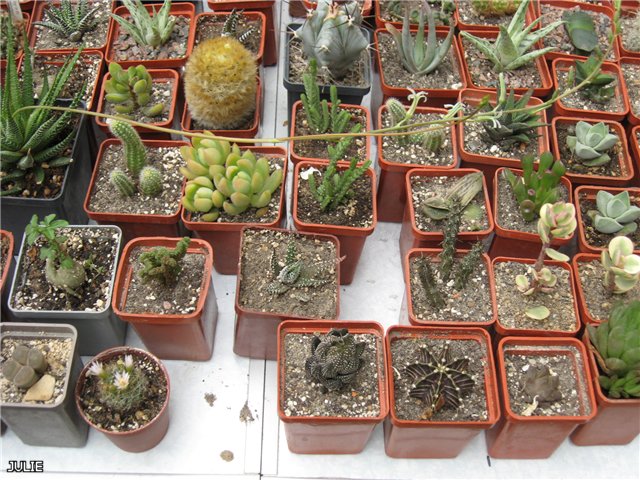 стол Наташи.jpg