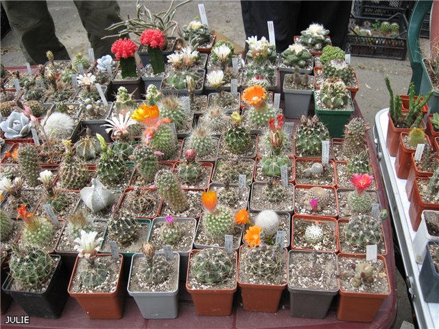 стол Юры с астрофитумом-змеей на заднем плане.jpg