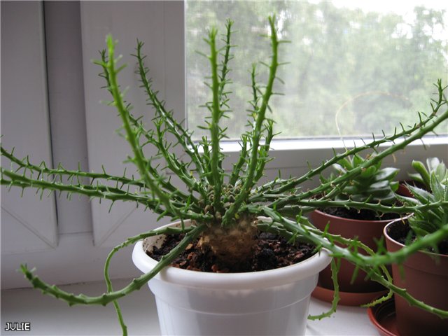 euphorbia pugniformis.jpg